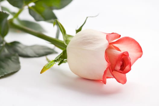beautiful rose on white close up shoot