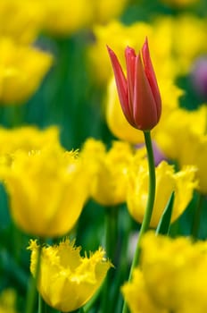 Red tulip in a garden close up shoot