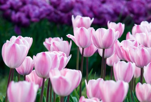 Pink tulips on a field close up shoot