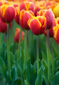 Red tulips in a garden close up shoot