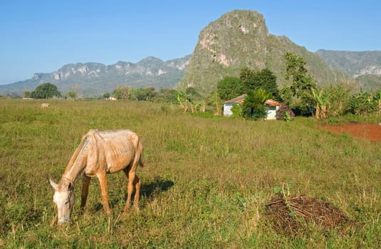 old horse in beautiful landscape in vinales - cuba