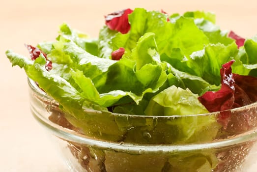 fresh healthy green salad close up shoot