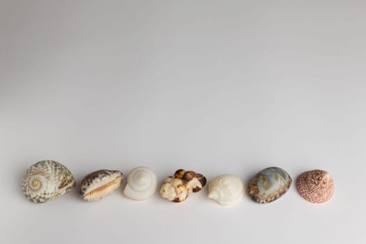 Shells,photographed from above,frame