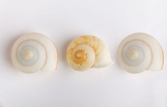 Three Snail Clams
