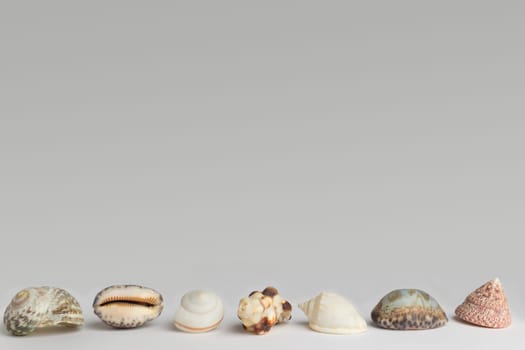 Shells,photographed from the front,frame