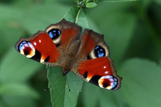 The peacock butterfly