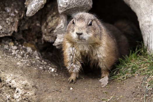 Prairie dog