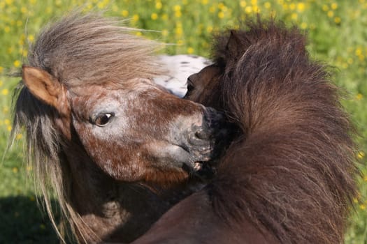 Shetland pony