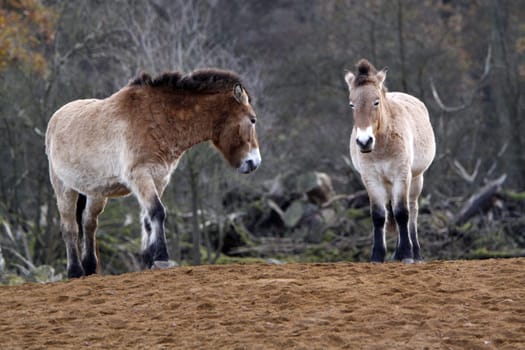 Asian wild horse