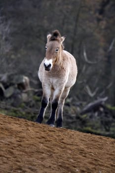 Asian wild horse