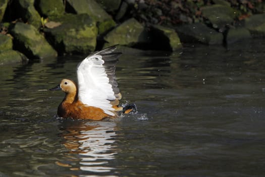 Ruddy shelduck
