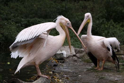 Two arguing pink pelicans