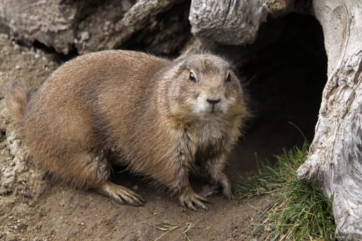 Prairie dog
