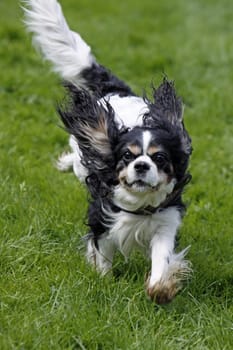 Black and white dog at a dog race