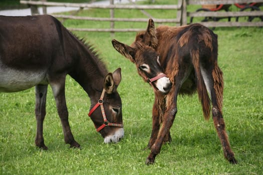 Donkeys and mules
