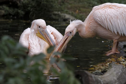 Two arguing pink pelicans