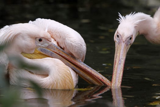 Two arguing pink pelicans