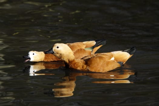 Ruddy shelduck