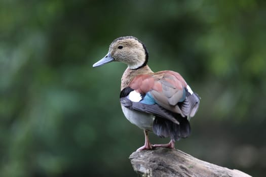 Ringed teal