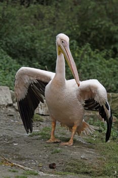 Pink pelican with outstretched wings