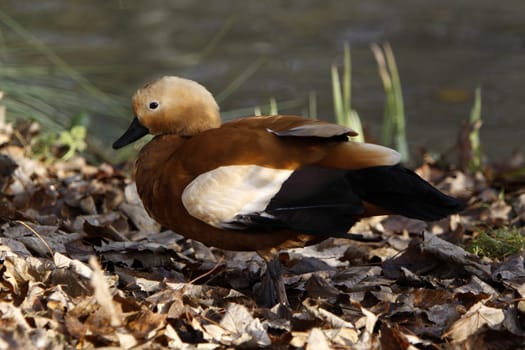 Ruddy shelduck