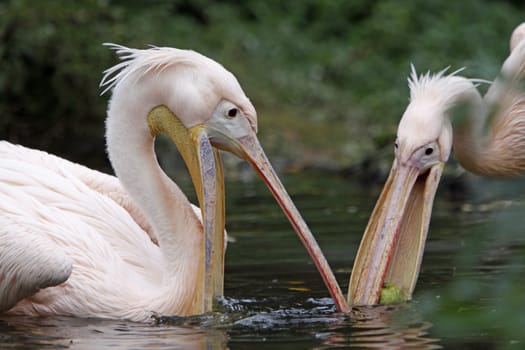 Two arguing pink pelicans