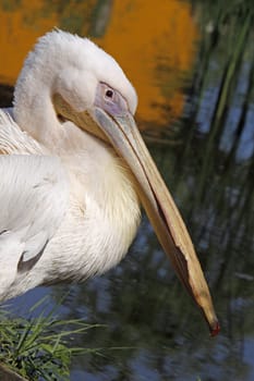 Eastern white pelican
