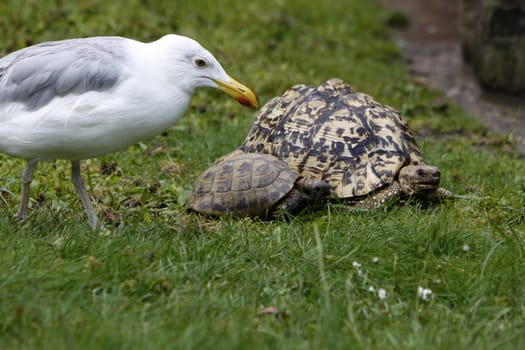Curious seagull examines turtles