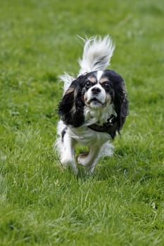 Black and white dog at a dog race