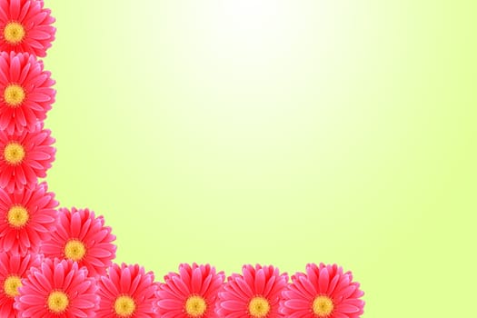 Floral background pink gerbera