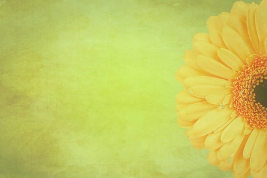 Vintage Gerbera Flower Background