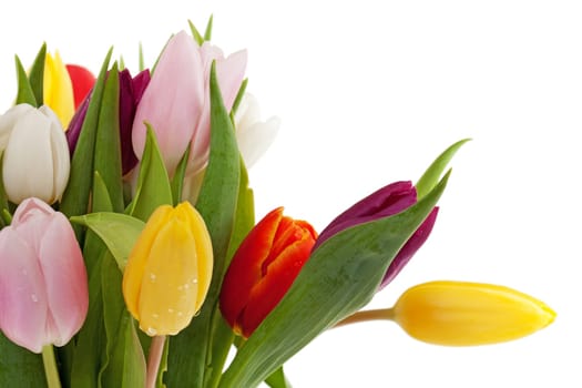 Tulips,studio shot of colored flowers against white background
