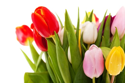 Tulips,studio shot of colored flowers against white background