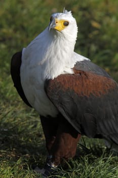 Lesser spotted eagle