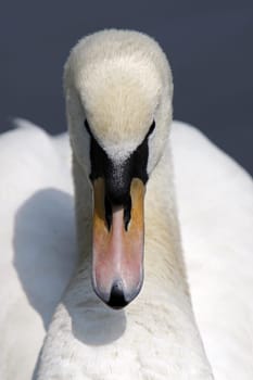 Mute swan