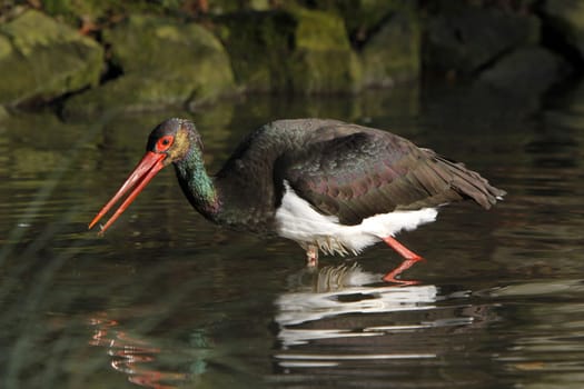 Black stork in the water