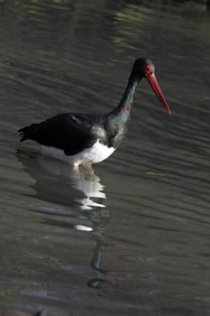 Black stork in the water