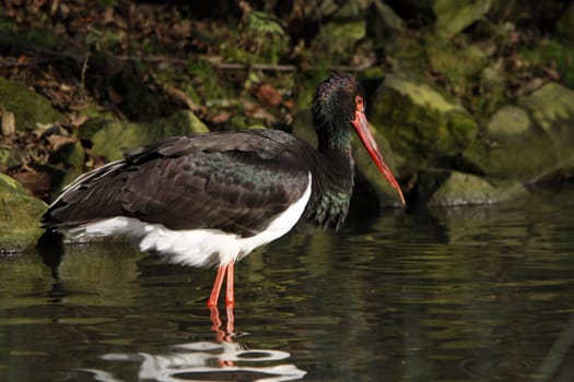 Black stork in the water