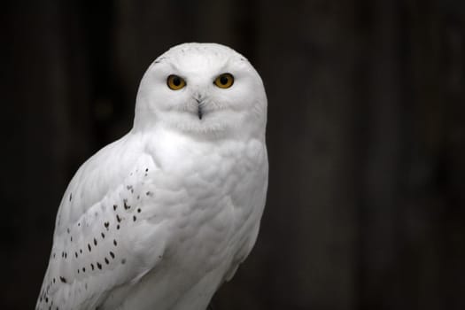 Male snowy owl