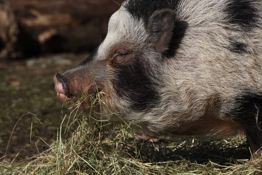 Spotted pig