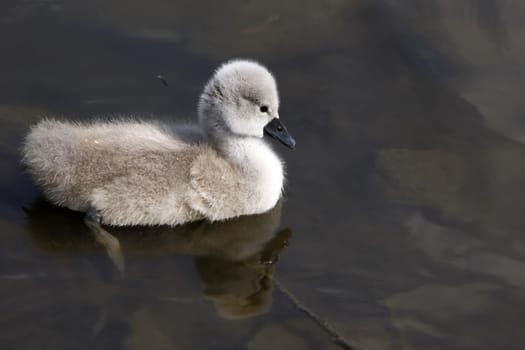 Mute Swan Chick
