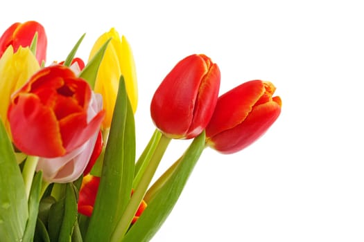 Tulips,studio shot of colored flowers against white background