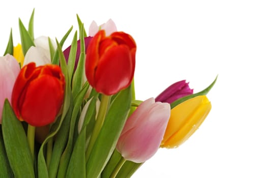 Tulips,studio shot of colored flowers against white background