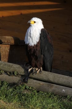 Lesser spotted eagle