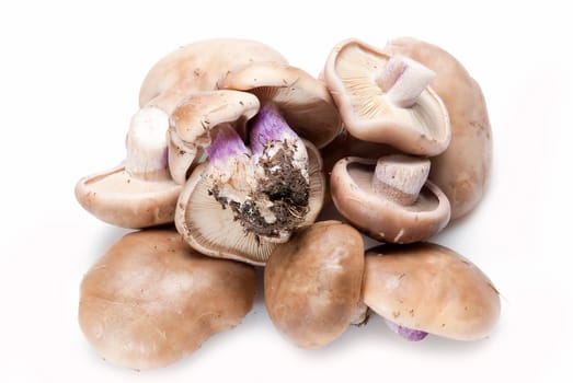 Wood blewits isolated over a white background.