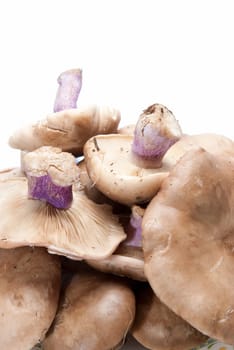 Wood blewits isolated over a white background.