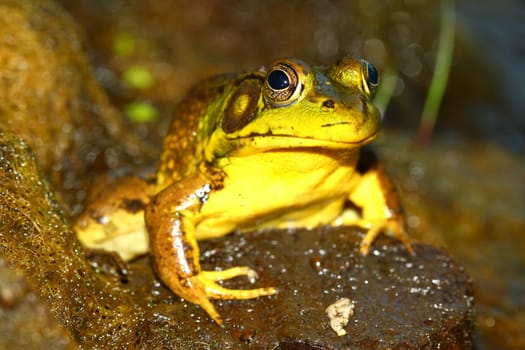 Green Frog (Rana clamitans) at Deer Run Forest Preserve of Illinois.