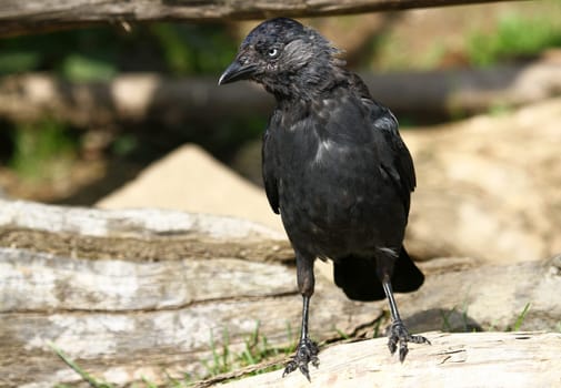 Jackdaw