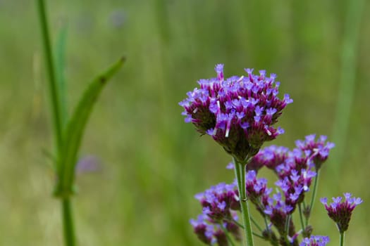 Purple wild flowers