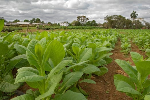 Tobacco plantation in Cuba with incoming storm